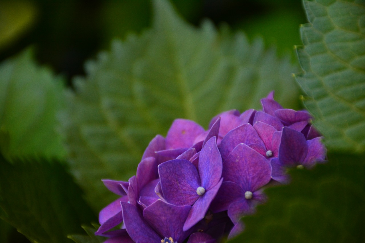 flower hydrangea the scenery free photo