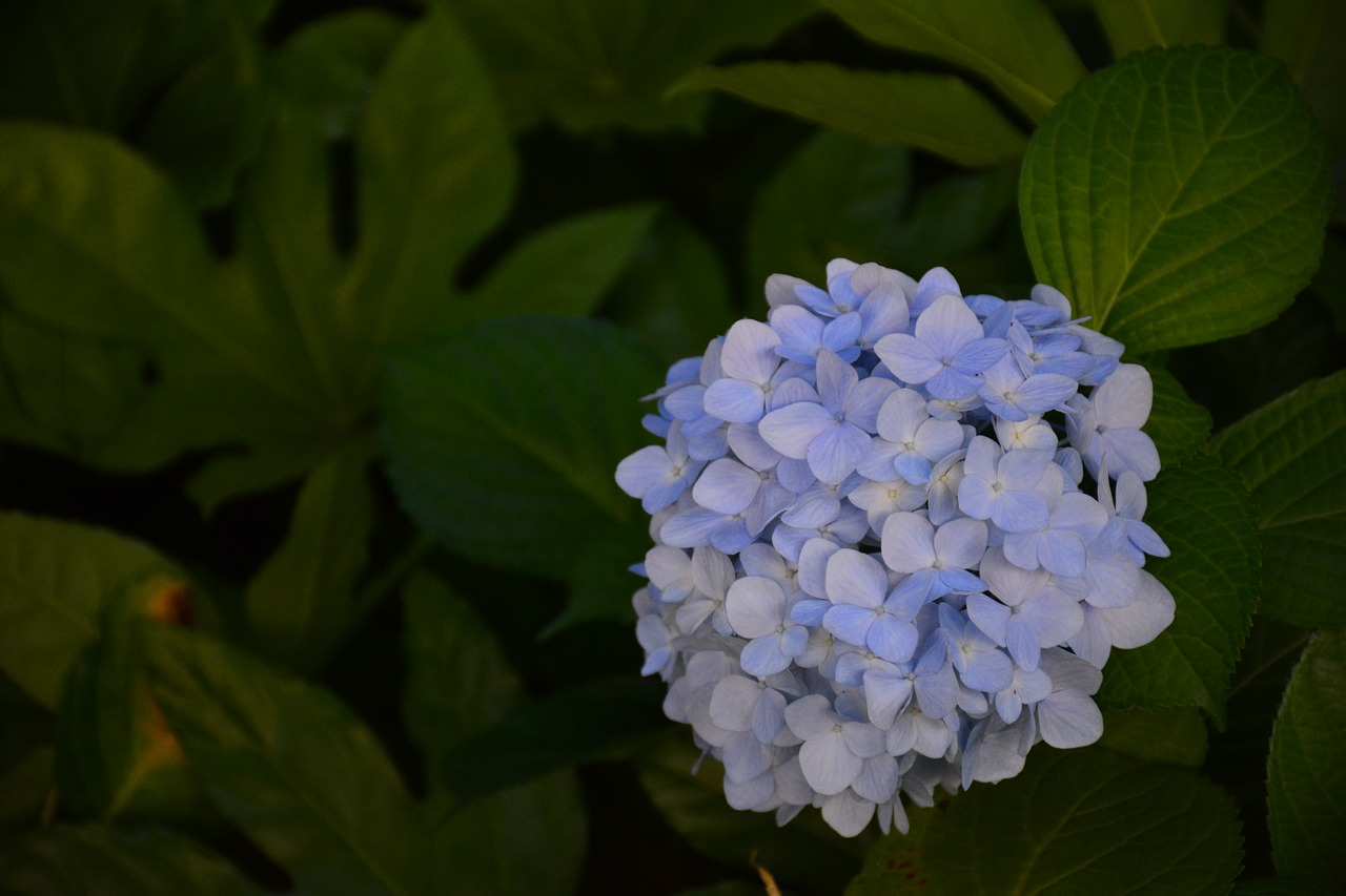 flower hydrangea the scenery free photo