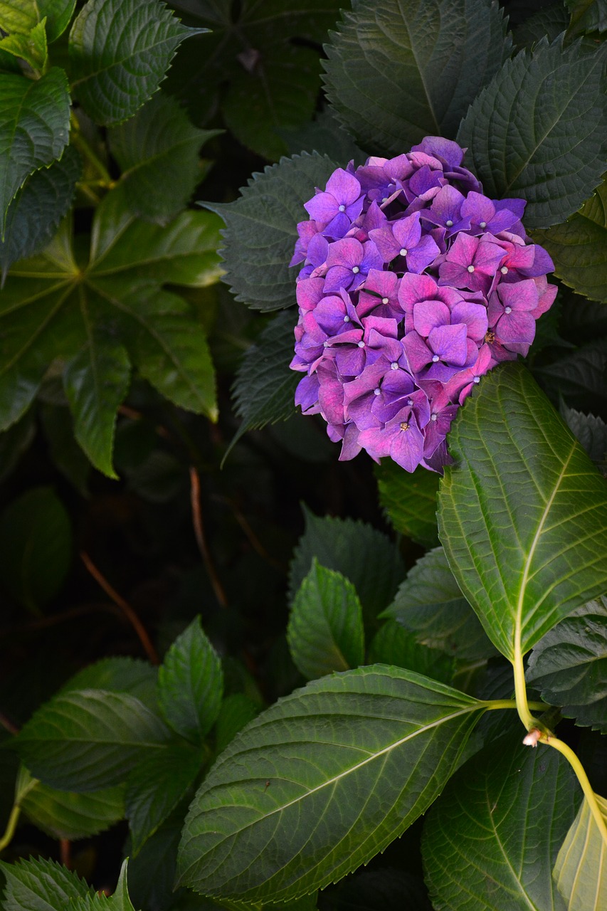 flower hydrangea the scenery free photo