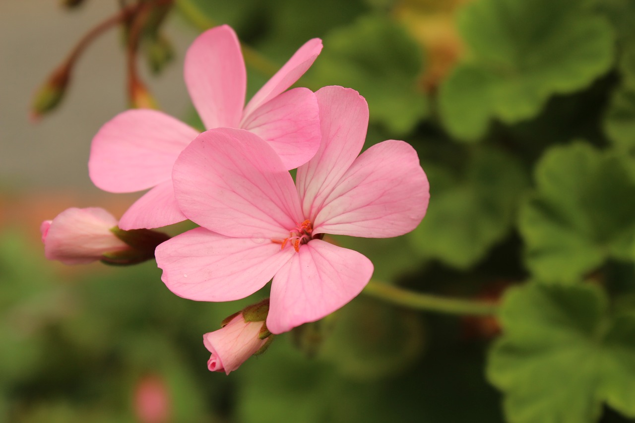 flower pink flowers free photo