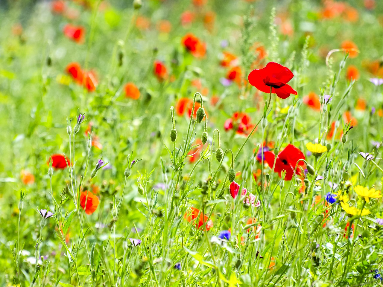 flower blossom bloom free photo