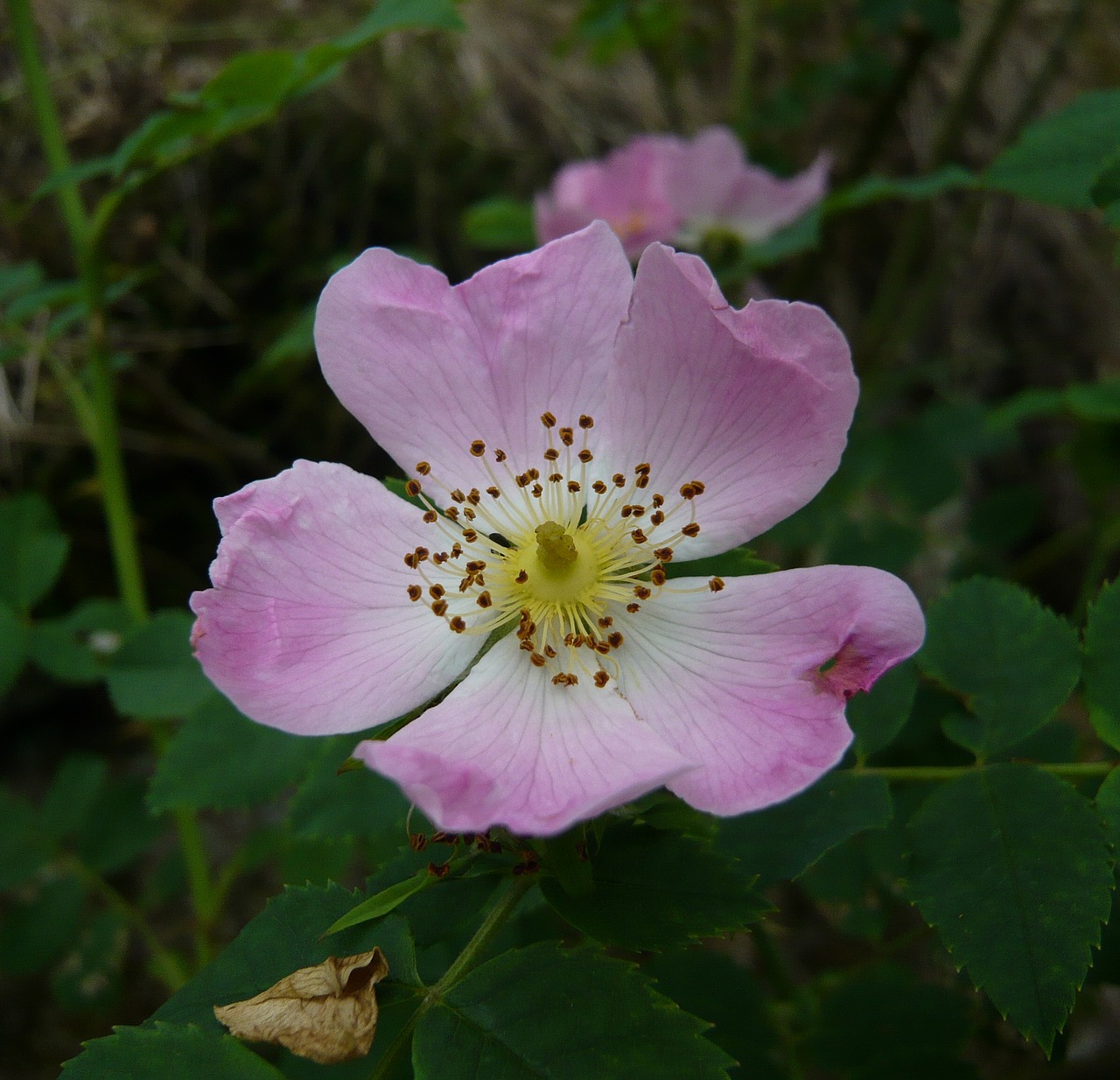 flower rose wild rose free photo