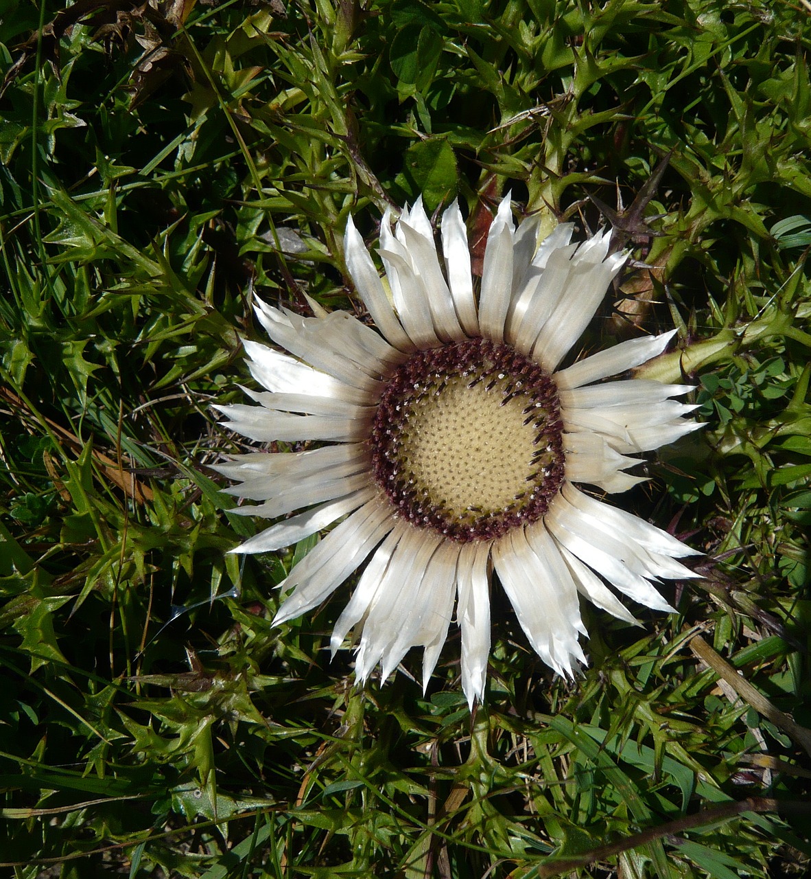 flower silver thistle blossom free photo