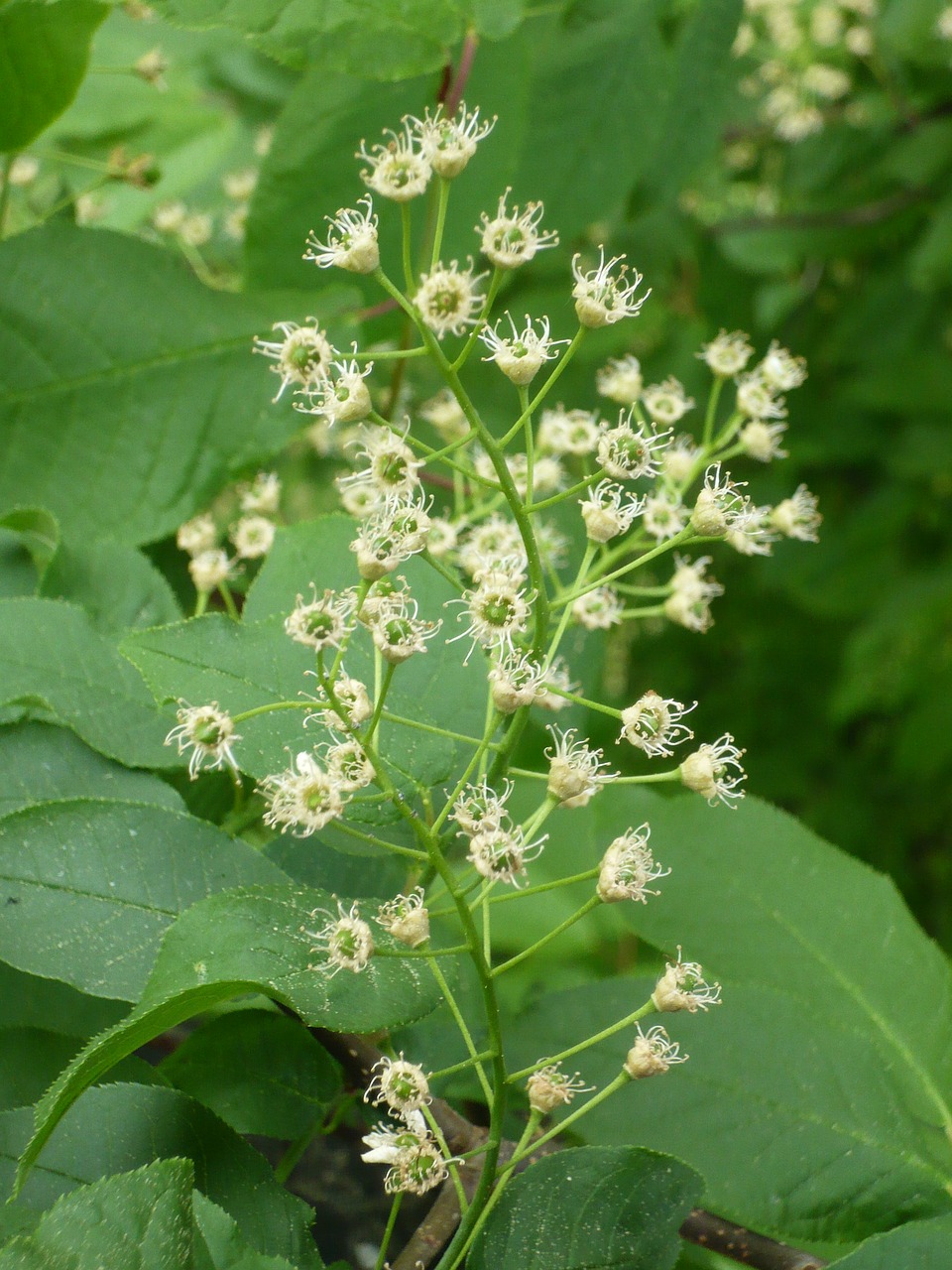 flower seeds blossom free photo