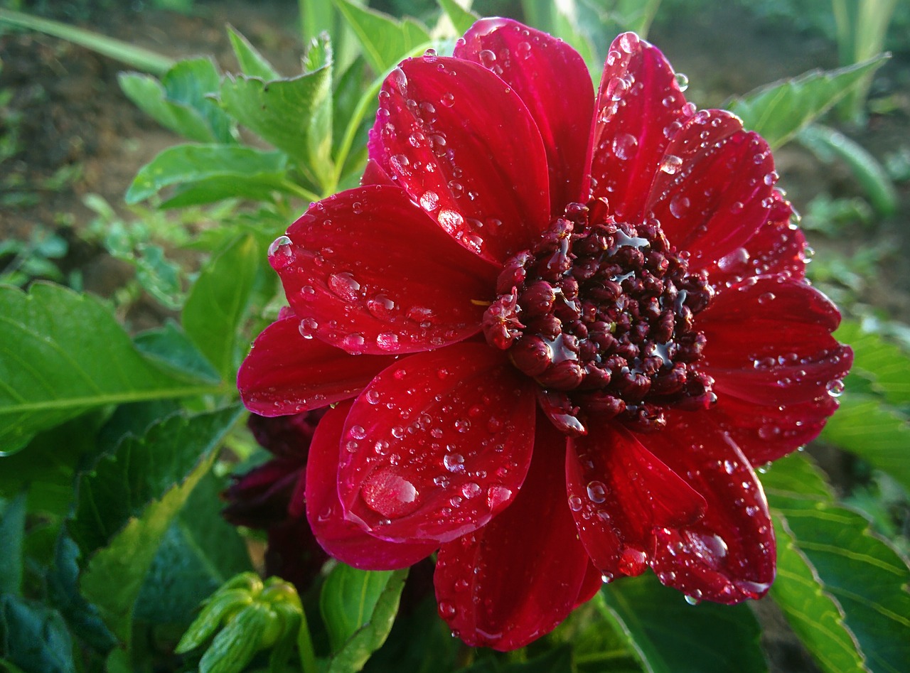 flower water drop wet free photo