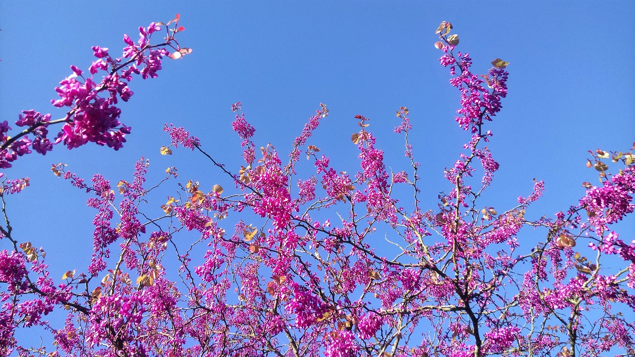 flower tree purple flowers free photo