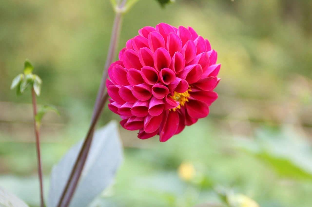 flower sweet potato flowers flowers and plants free photo