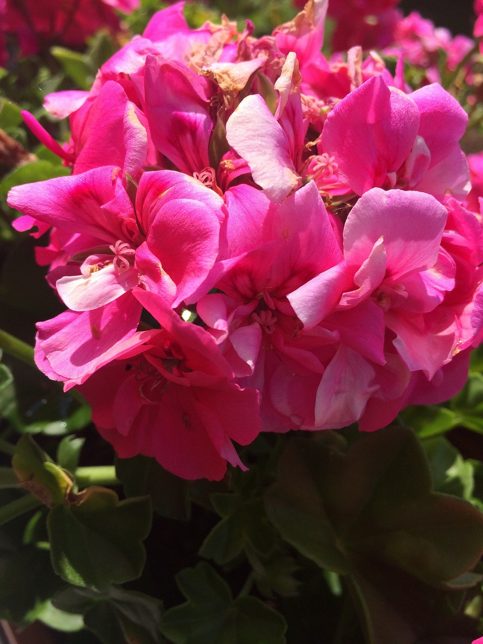 flower pink geranium free photo