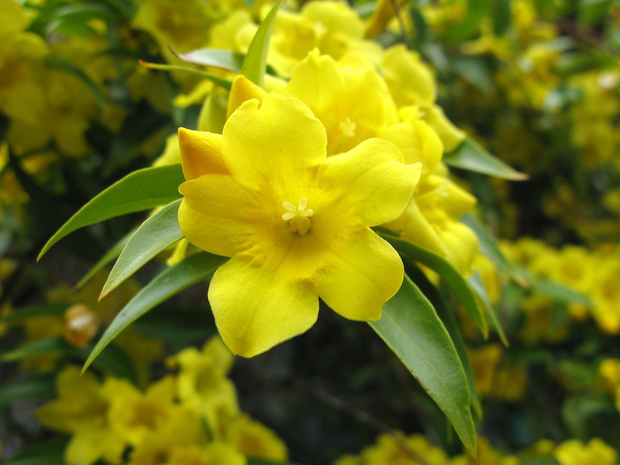 flower yellow yellow flowers free photo