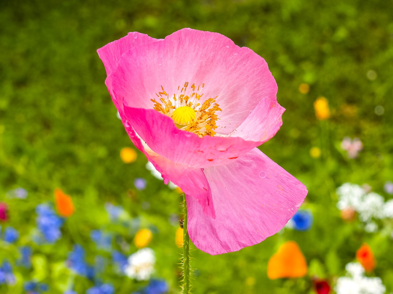 flower blossom bloom free photo