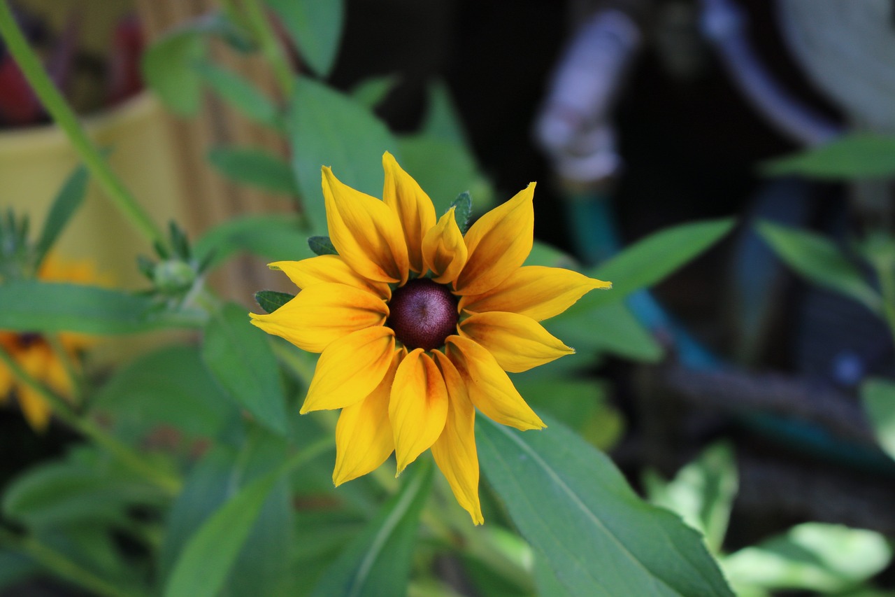 flower summer yellow free photo