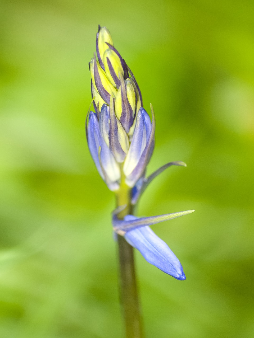 flower blossom bloom free photo