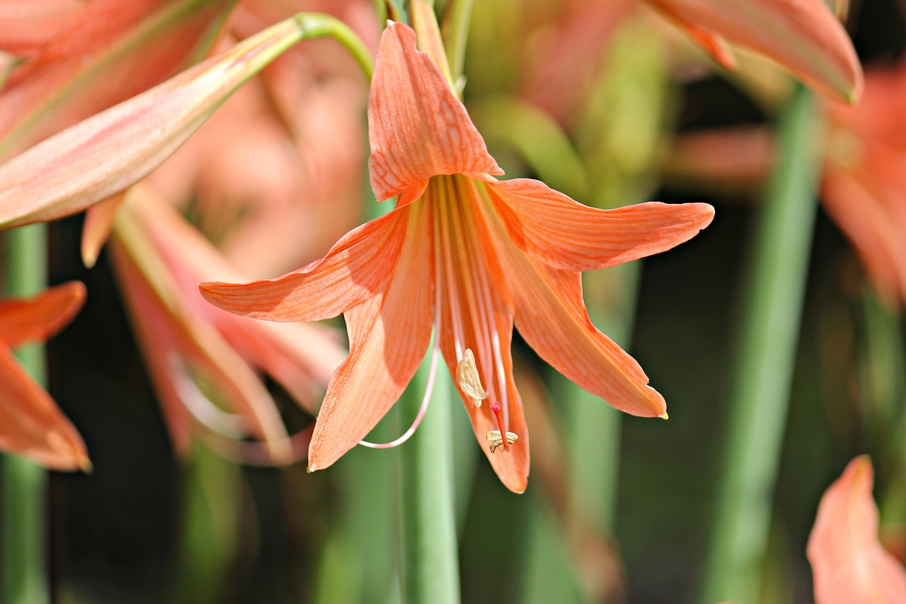 flower macro nature free photo