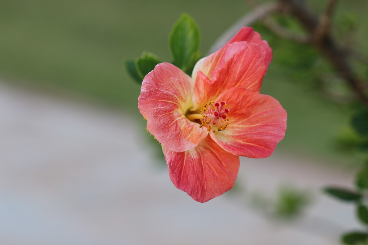 flower yellow red free photo