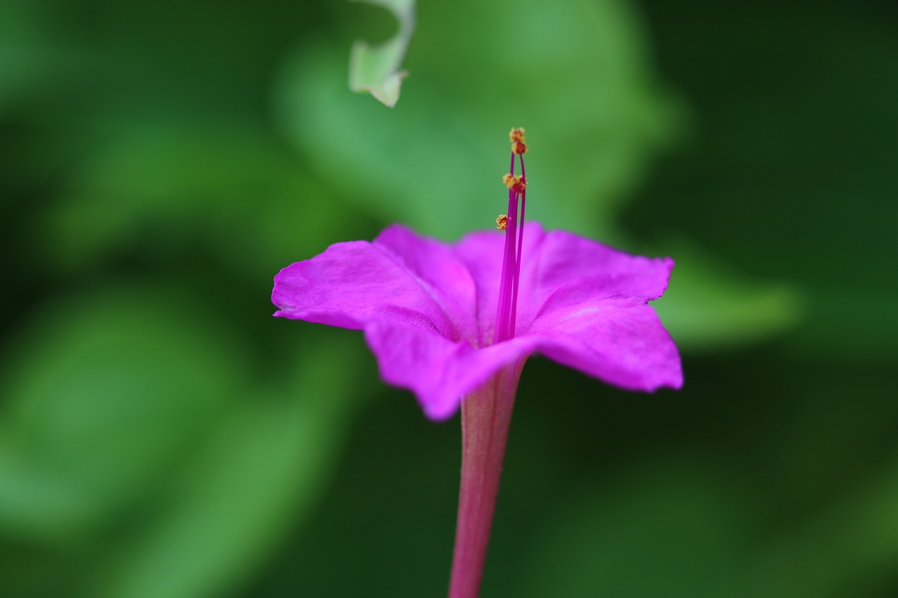 flower purple pink free photo