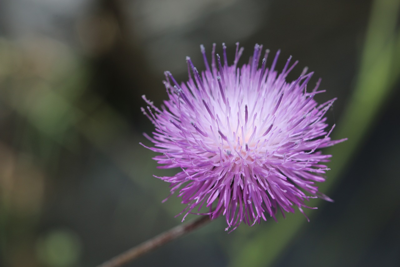 flower pink nature free photo