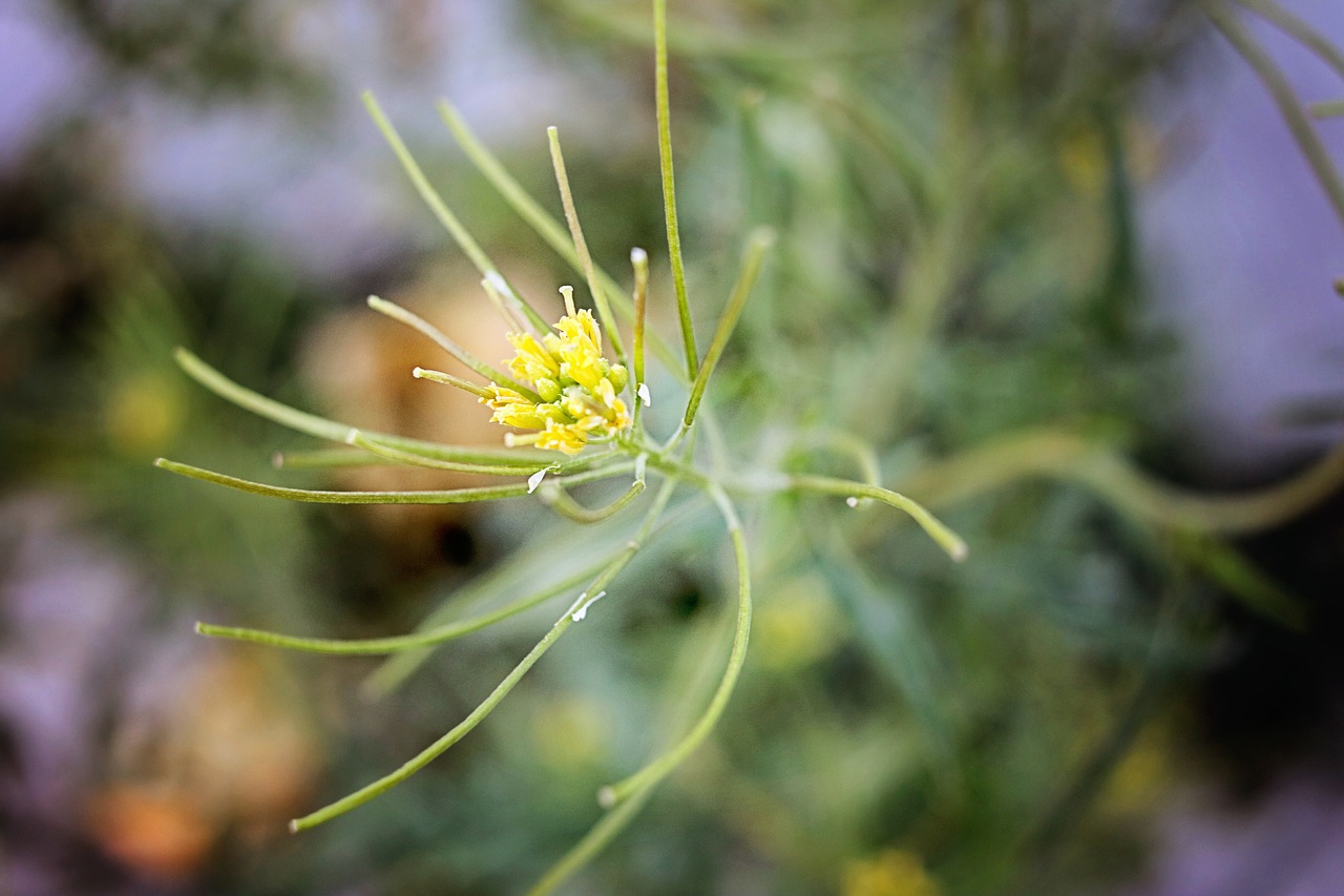 flower yellow green free photo