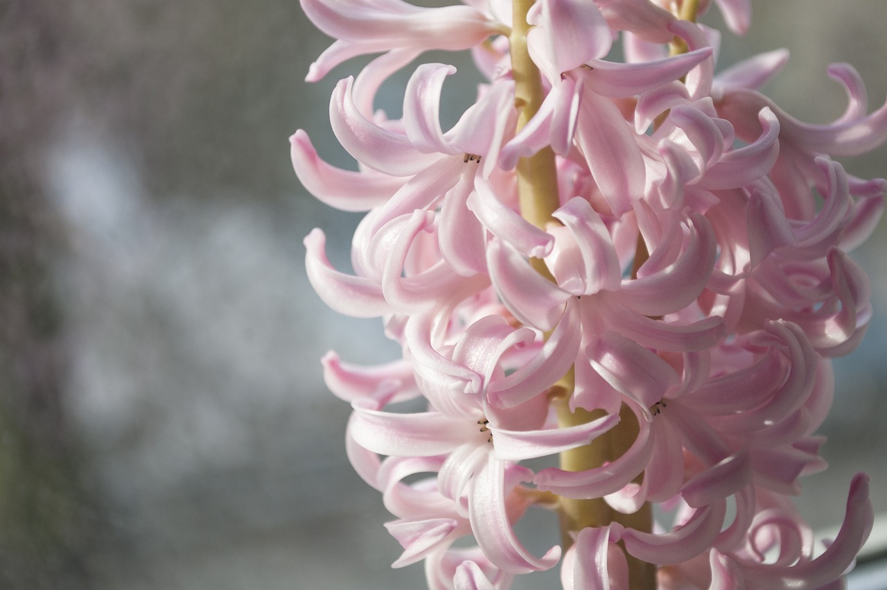 flower hyacinth garden flowers free photo