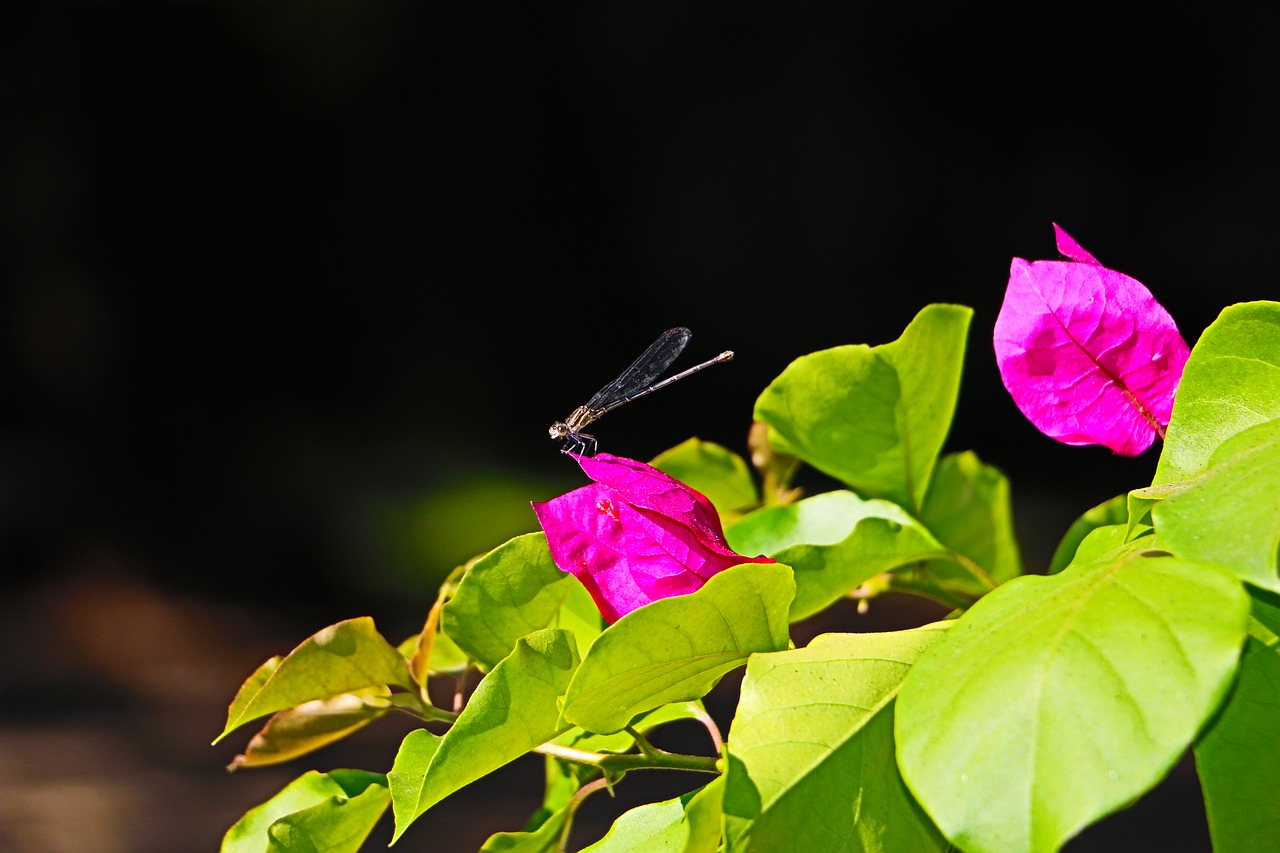 flower plant leaves free photo