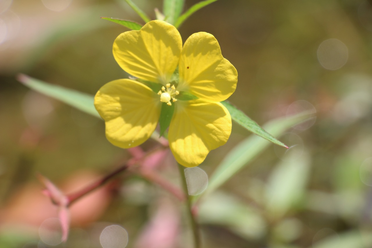 flower nature flor free photo