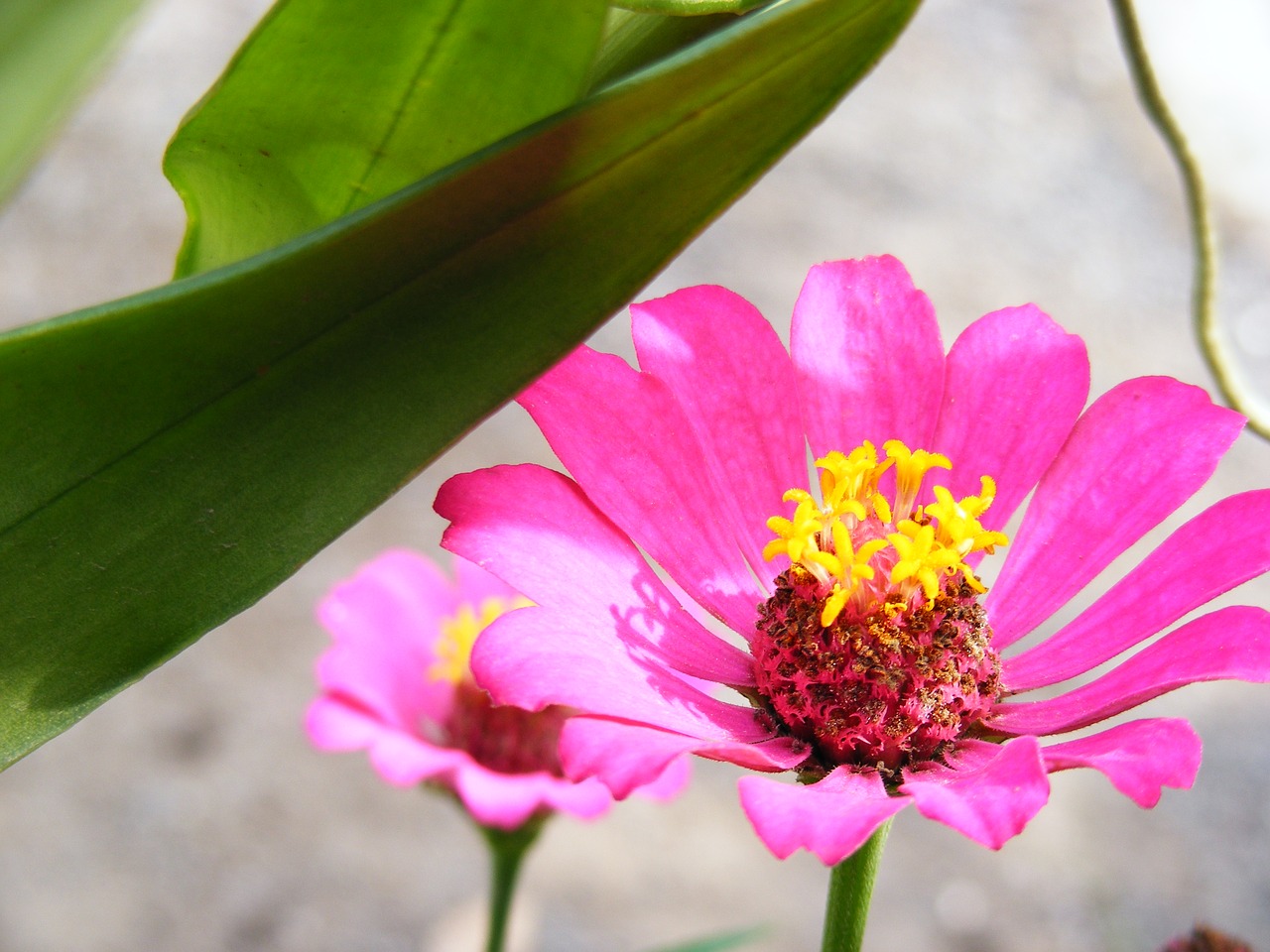 flower pink gardening free photo