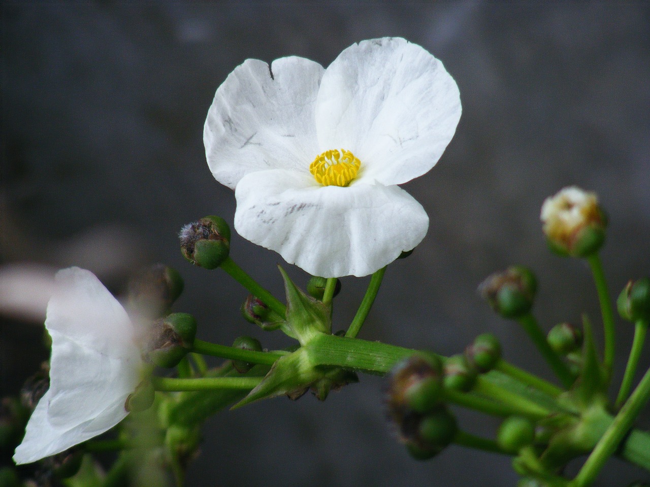 flower white water plant free photo