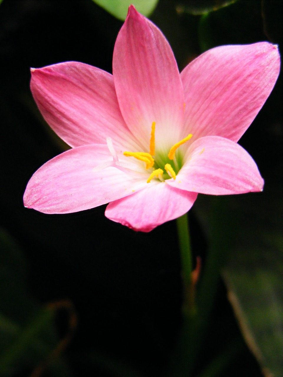 flower bunga pink free photo