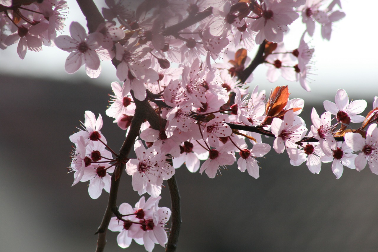 flower tree cherry free photo