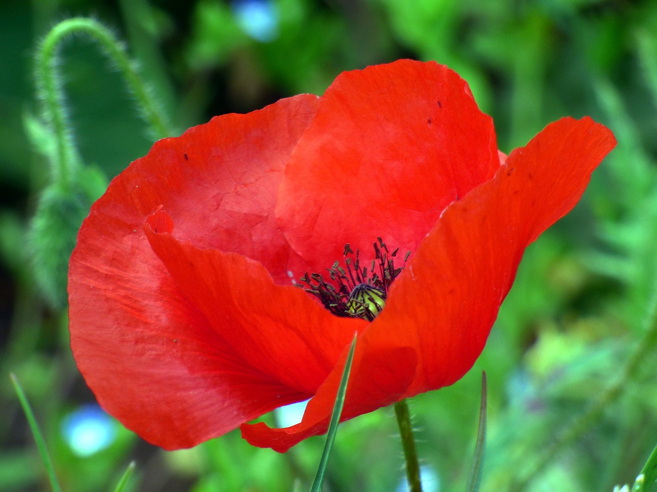 flower poppy leaf free photo