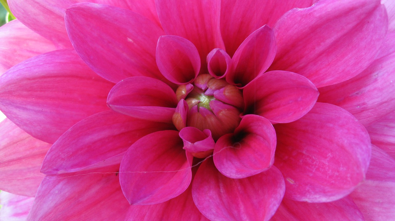 flower pink fragrance free photo