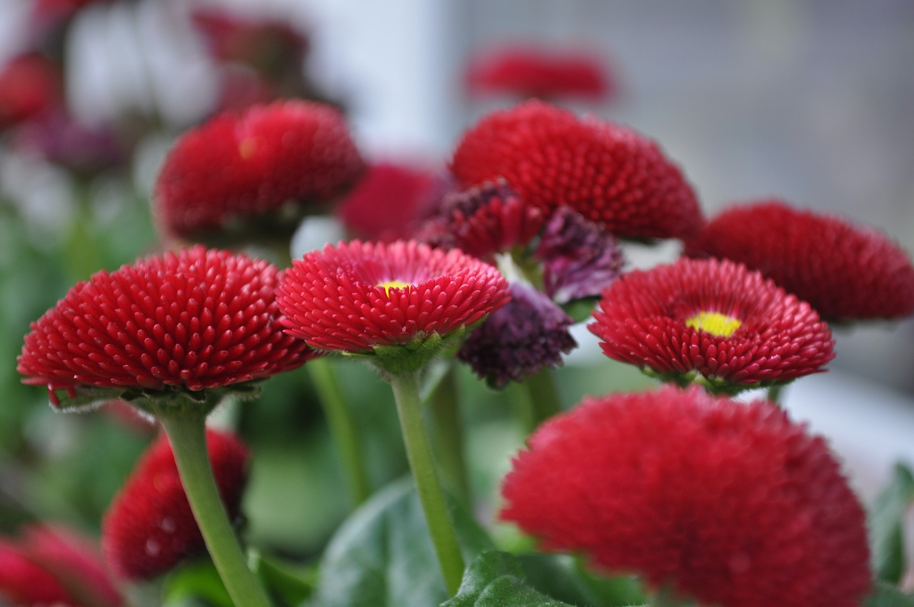 flower red green free photo