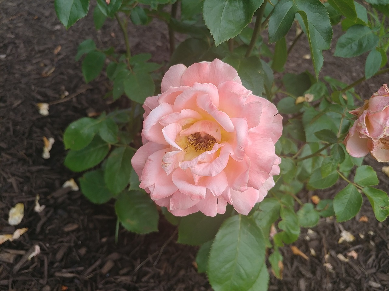 flower garden rose free photo