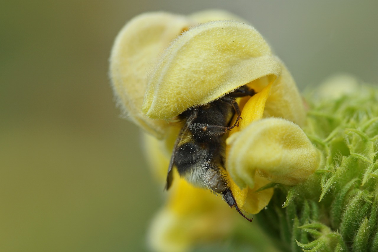 flower insect hummel free photo