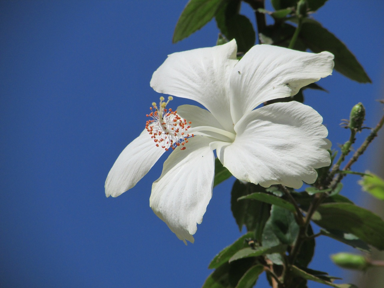 flower wildflower white hibiscus flower free photo