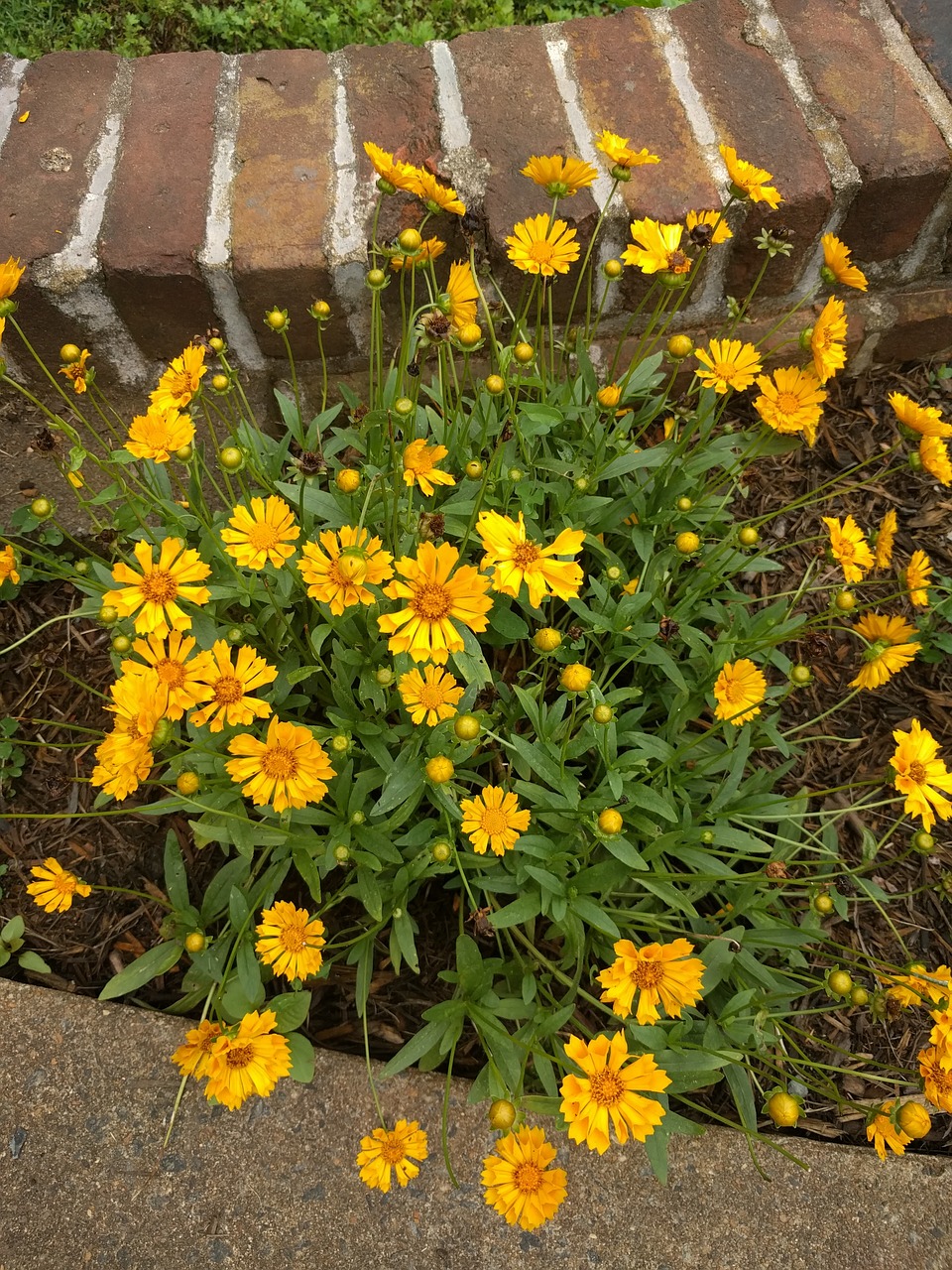 flower yellow summer free photo