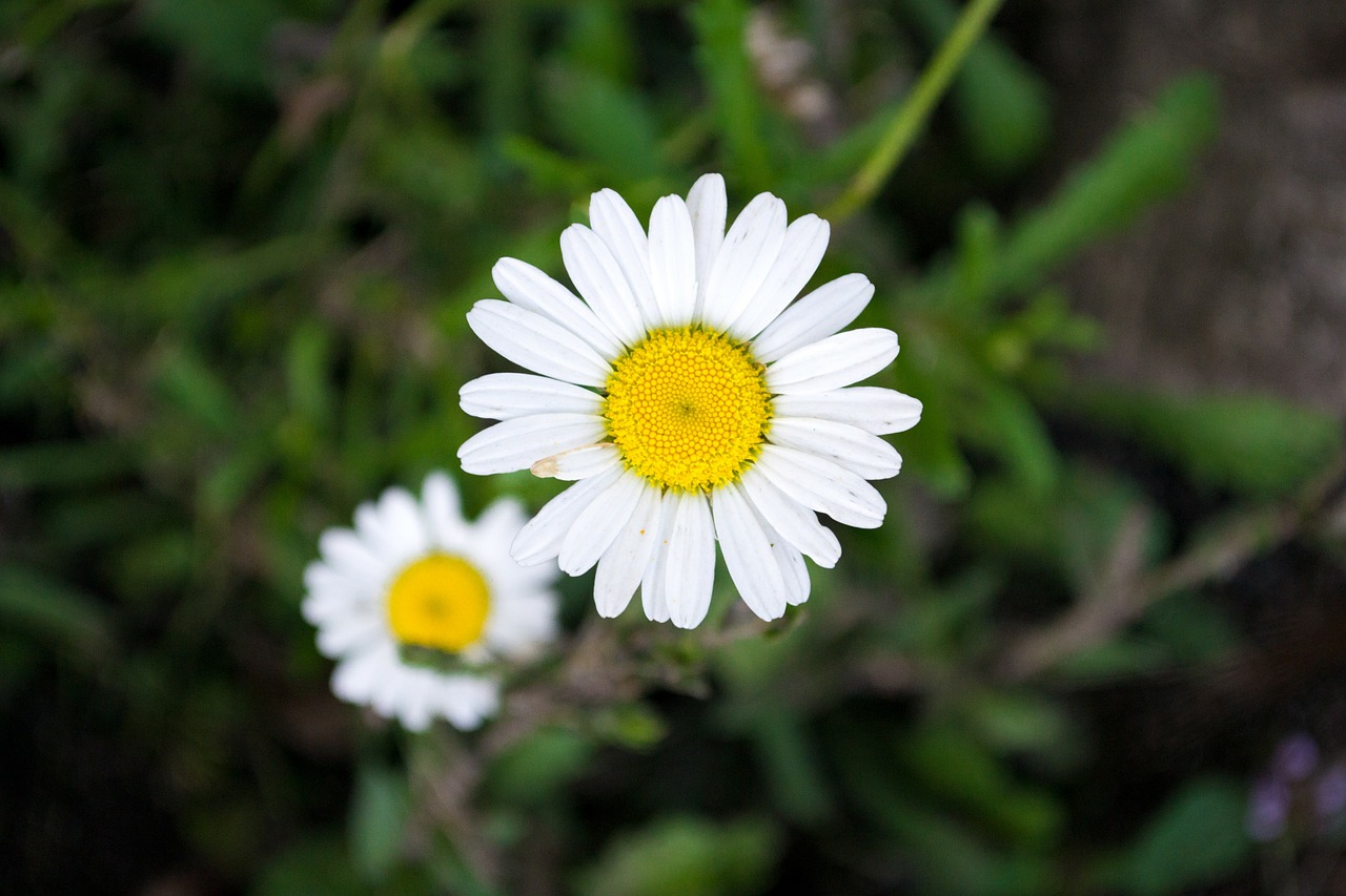 flower nature spring free photo