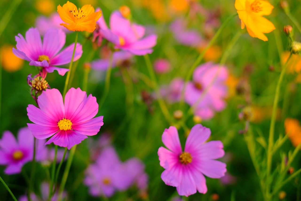 flower cosmos fresh free photo