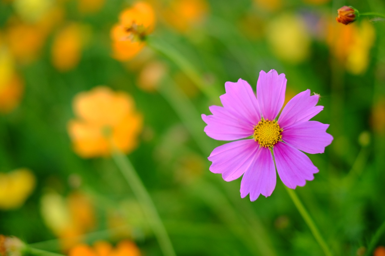 flower cosmos fresh free photo