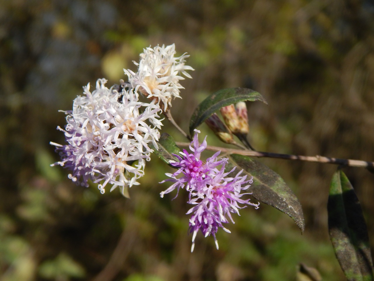 flower lilac wild free photo