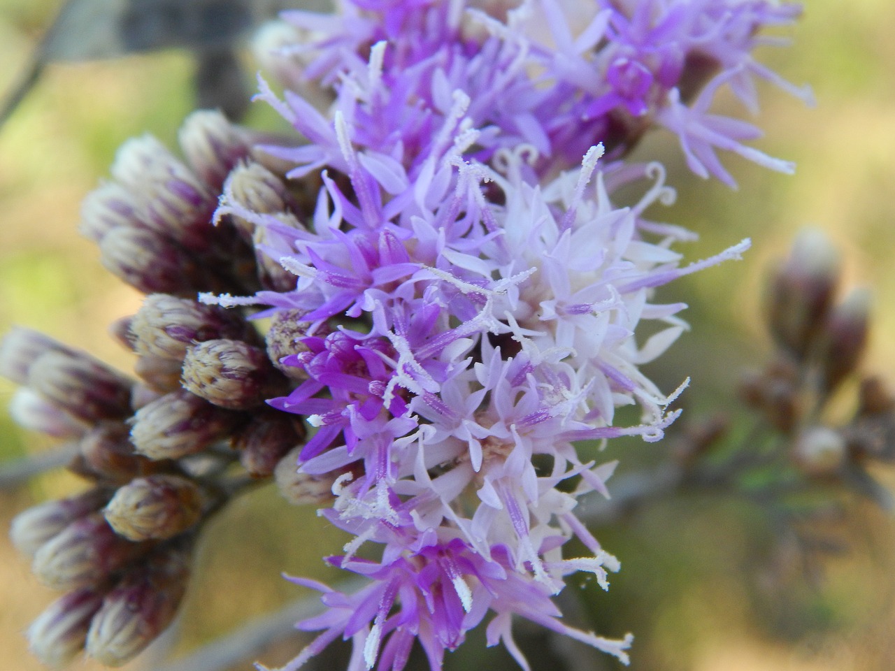 flower wild lilac free photo