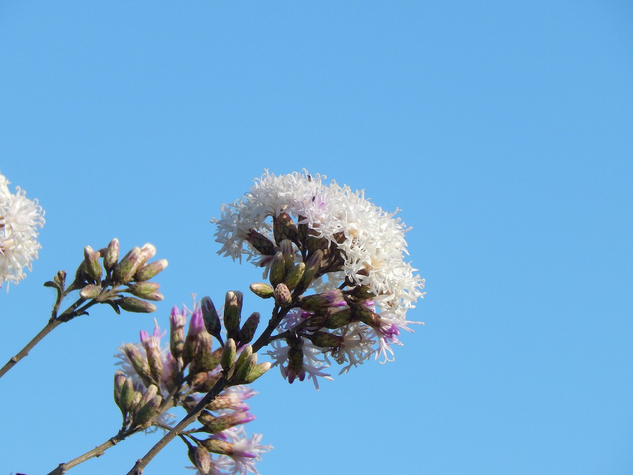 flower wild field free photo