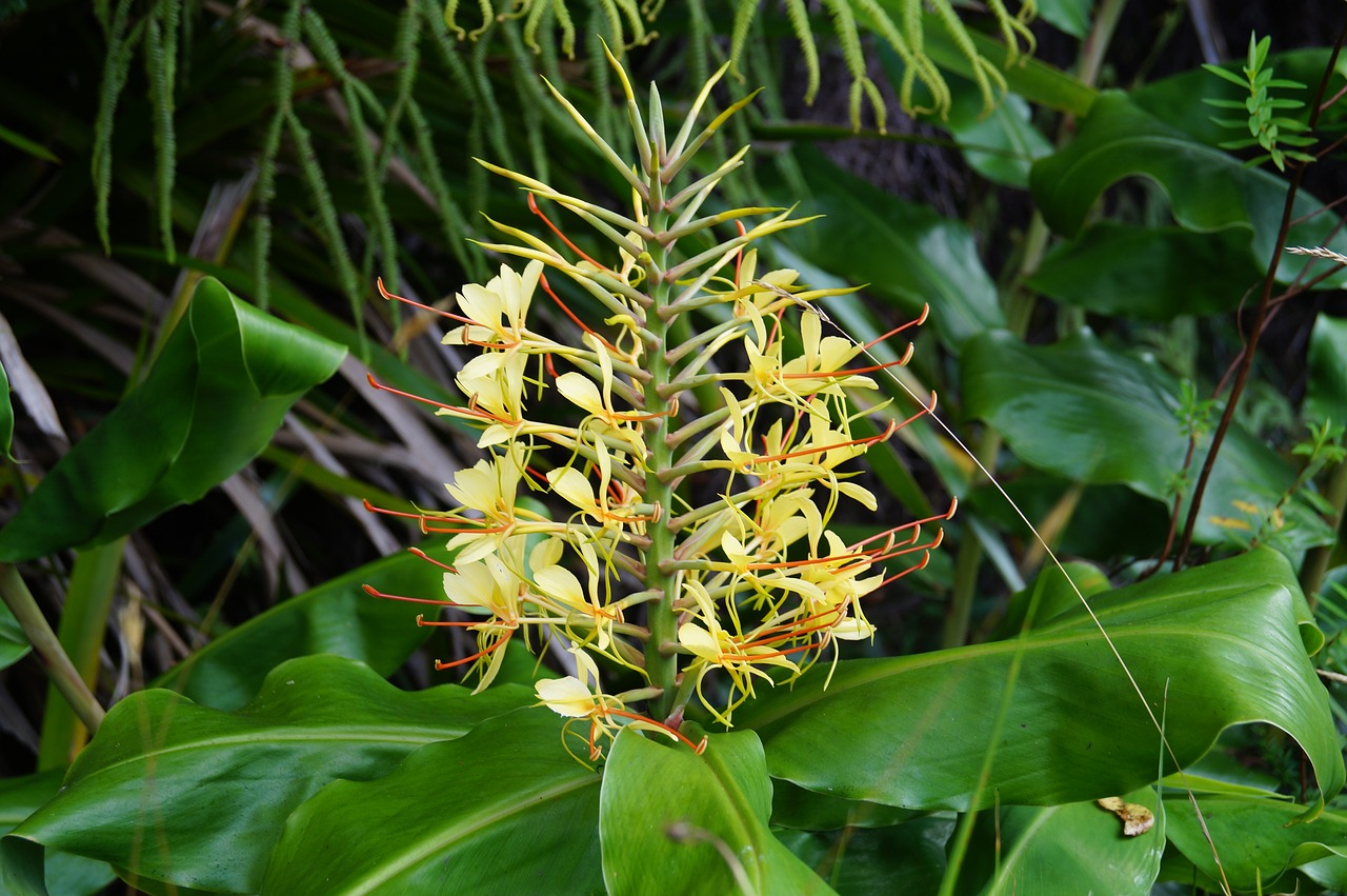 flower yellow meeting free photo