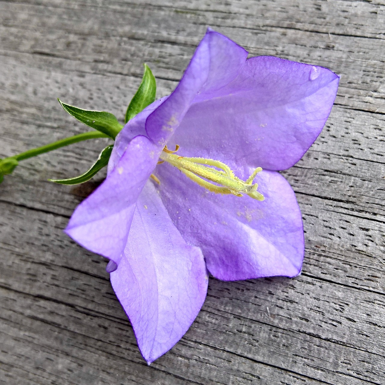 flower bellflower single bloom free photo