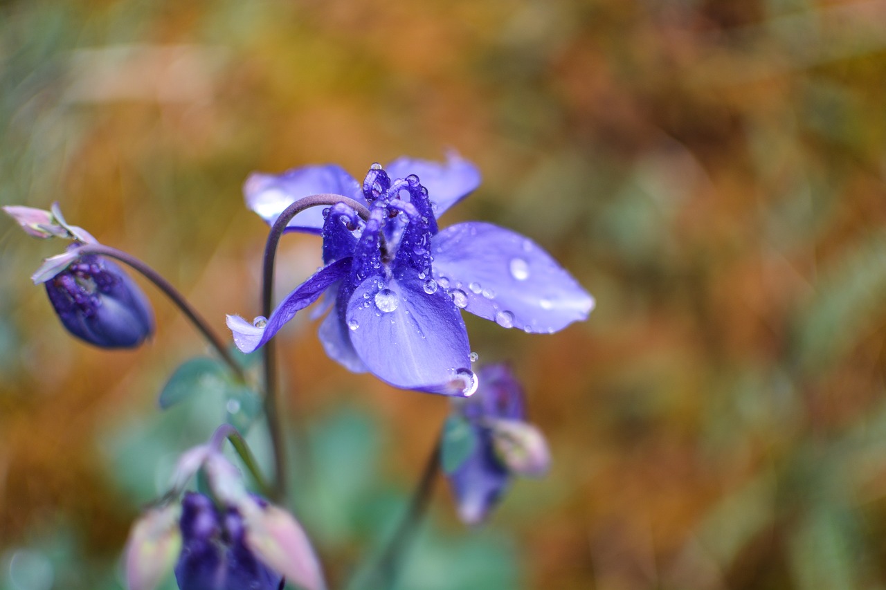 flower raindrop nature free photo