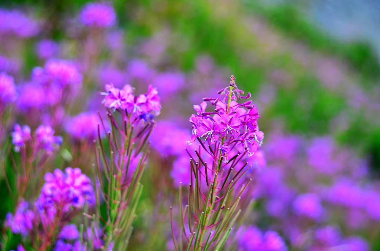 flower nature spring free photo