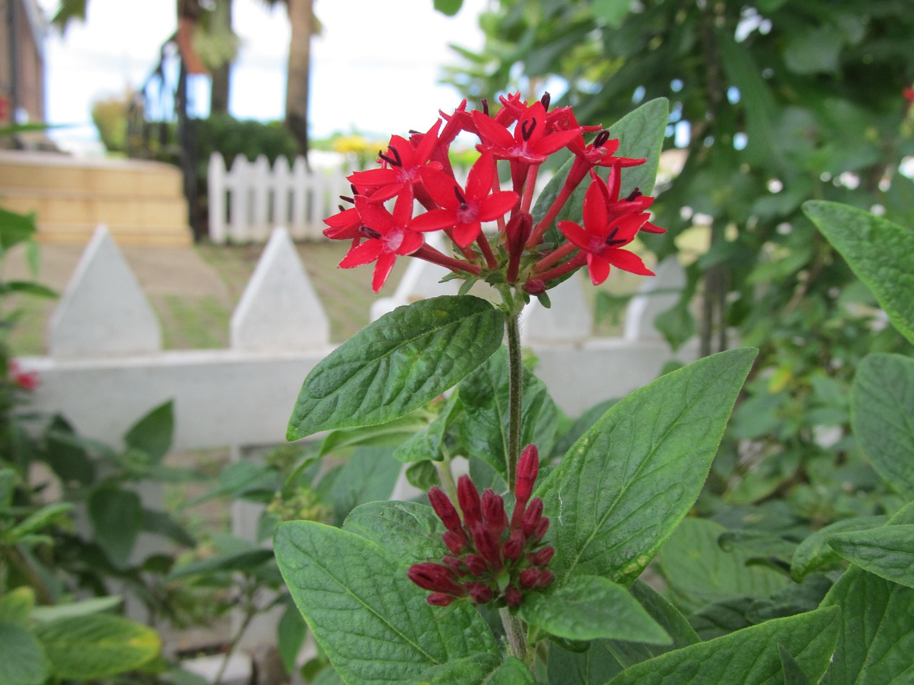 flower red flower nature free photo