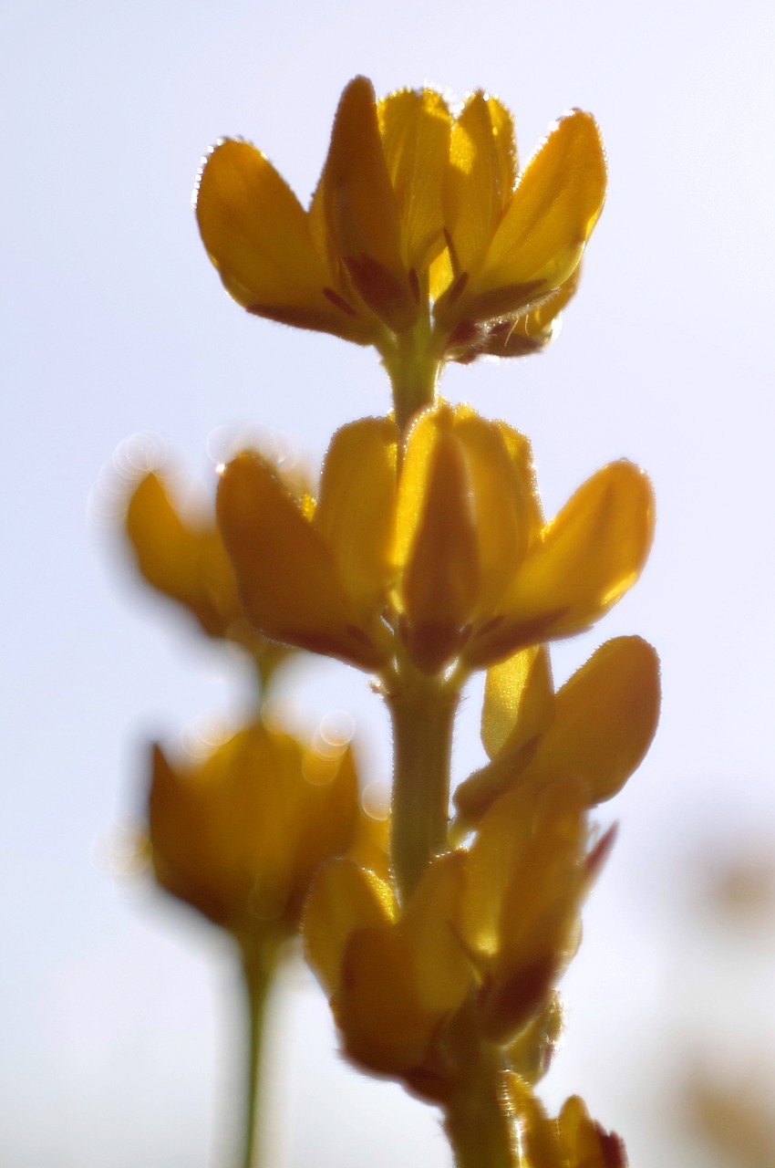 flower yellow meadow free photo