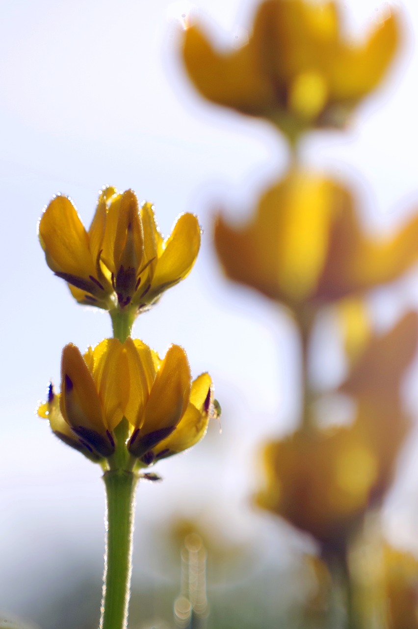 flower yellow meadow free photo