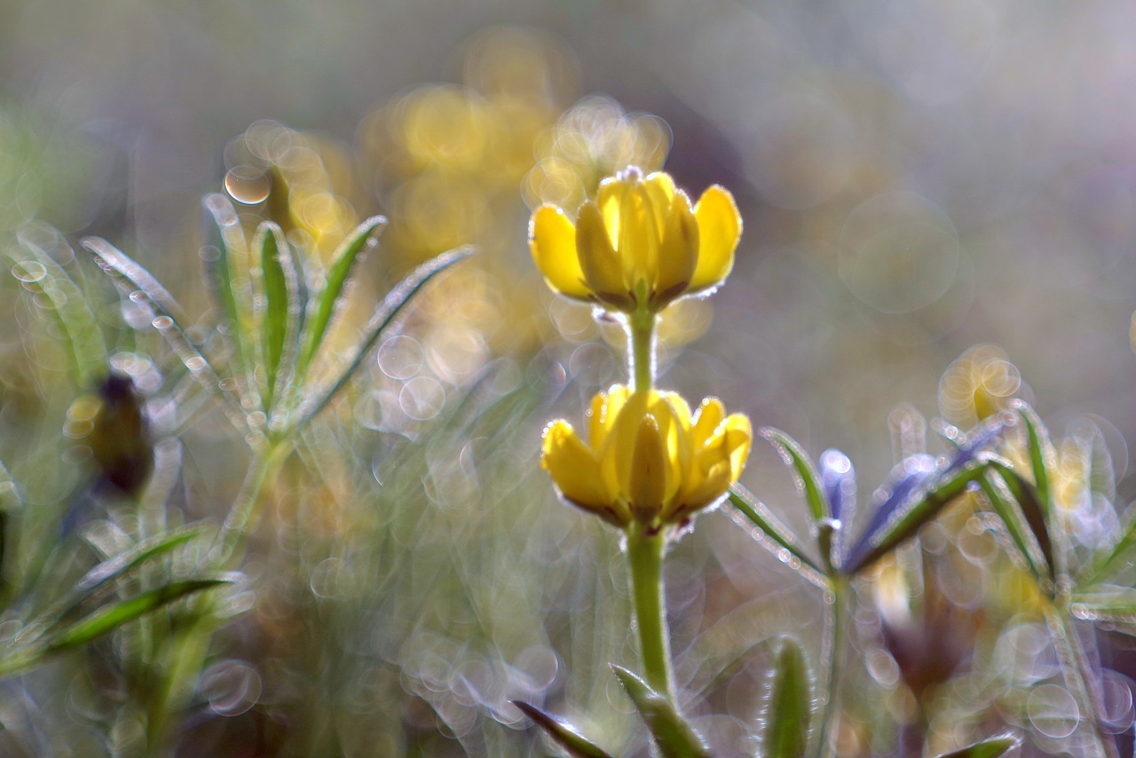 flower yellow meadow free photo