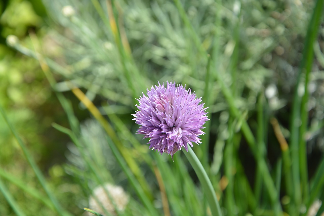 flower purple violet free photo